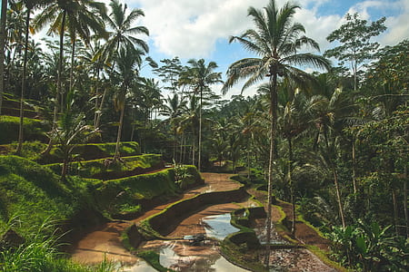 rice field surrounded by tree at daytime thumbnail