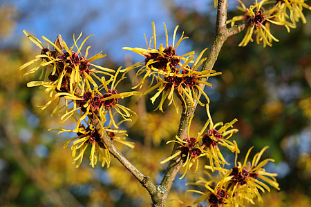 selective focus photography of yellow petaled flowers thumbnail