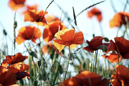 flowers, orange, poppy, bloom thumbnail
