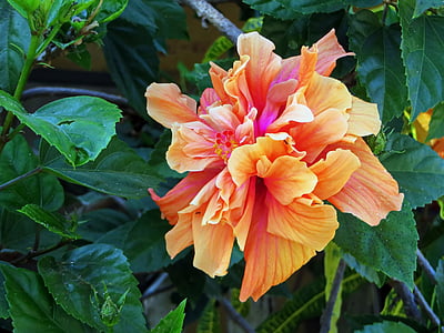 orange hibiscus flower thumbnail