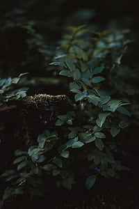 green leaf plants close-up photography thumbnail