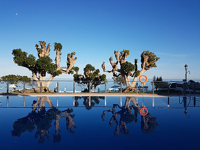 two trees near swimming pool thumbnail