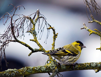 yellow bird in shallow focus thumbnail