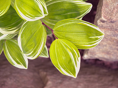 green leaf plant thumbnail