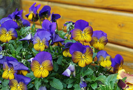 purple and yellow petaled flowers thumbnail