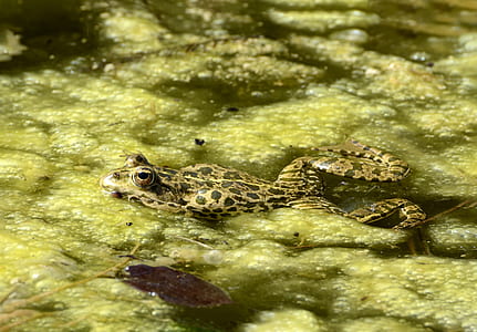 green and black frog thumbnail
