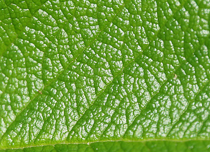 Macro Detail Rose Leaf, Rose thumbnail