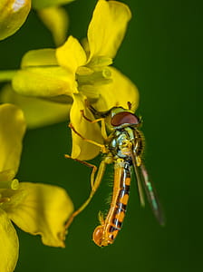 Selective Focus Photography of Yellow Robber Fly Perched on Yellow Petaled Flower thumbnail