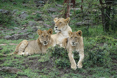 three lioness sitting on grass thumbnail