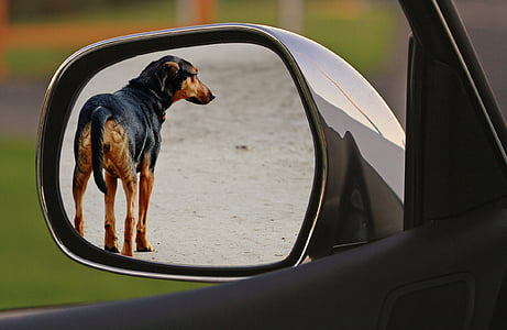 adult black and tan Australian kelpie thumbnail