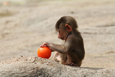 monkey holding orange ball on brown sand thumbnail