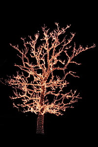 photo of lighted tree thumbnail