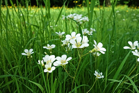 white flowers at the field during day thumbnail