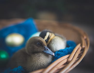 Two Brown Ducklings on Brown Wicker Nest thumbnail