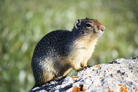 selective focus photography of brown rodent thumbnail