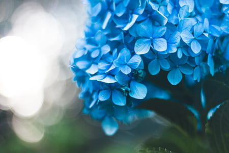close up photography of blue hydrangea flower thumbnail