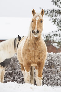 selective focus photography of horse standing on snow field thumbnail