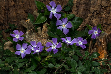 moth flowers thumbnail