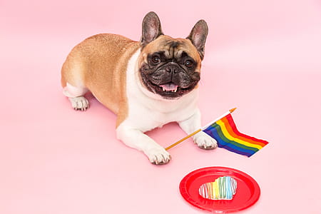 French Bulldog Pride Photo thumbnail