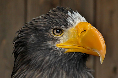 black bird thumbnail