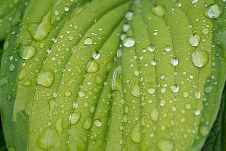 close-up photography of green leaf plant at daytime thumbnail