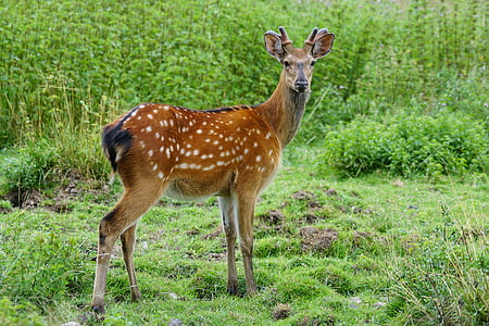 photo of brown deer standing on green grass thumbnail