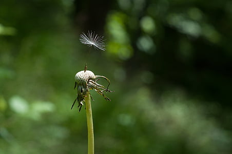 shallow focus photography of green flower thumbnail