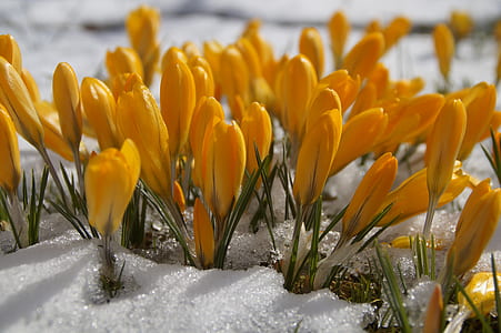 shallow focus photography of yellow flowers thumbnail