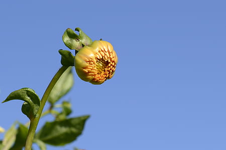 unbloomed sunflower thumbnail