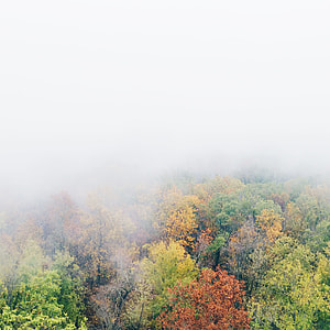 birds eye view of trees covered with mists thumbnail