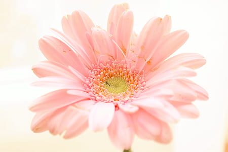 macro photography of pink flowers thumbnail