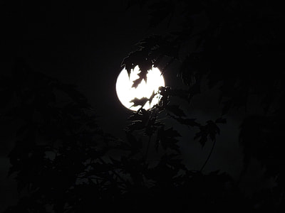 Spooky, Moonlight Through Trees thumbnail