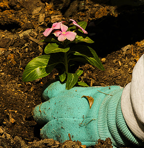 person wearing green gloves planting pink impatiens flowers at daytime thumbnail