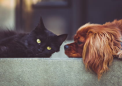 photo of bombay cat and Cavalier King Charles spaniel thumbnail