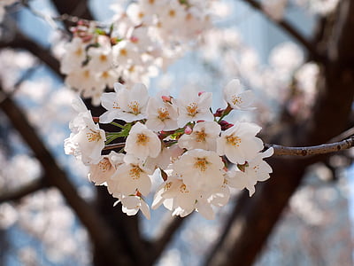 selective focus photography of tree of white petaled flower thumbnail