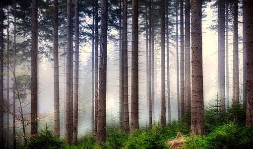 green leafed trees thumbnail