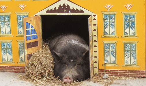 black pig on ground beside door thumbnail