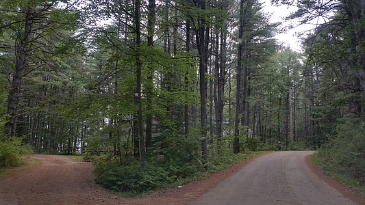 two empty pathway in between tall trees during daytime thumbnail