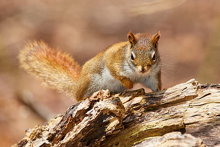 selective focus photo of brown squirrel thumbnail