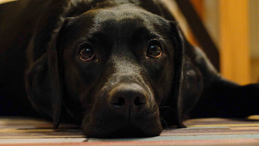 black Labrador retriever lying on floor thumbnail