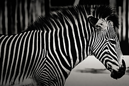 Closeup shot of a zebra thumbnail