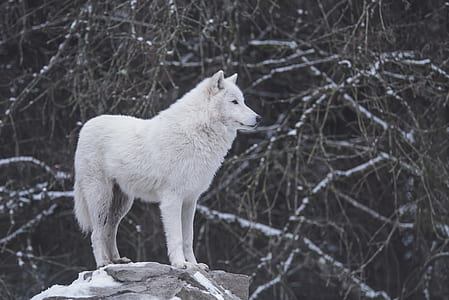 fox standing on rock near trees thumbnail