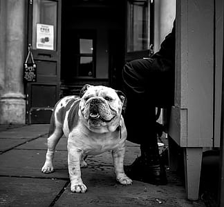 grayscale photo of English bulldog near person sitting thumbnail