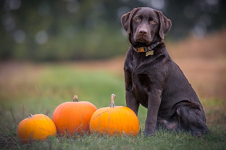 adult chocolate Labrador retriever sitting near three pumpkins thumbnail