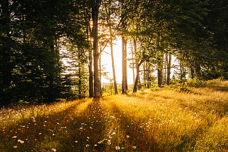 green tree during sunset thumbnail