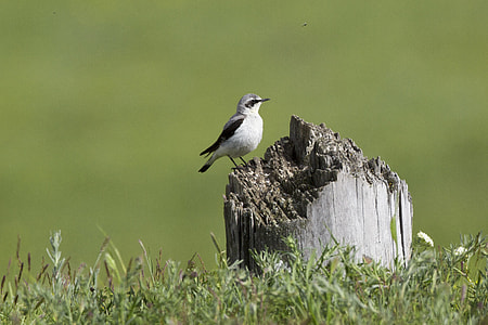 white and black bird standing on brown tree trunk surrounded by green grass thumbnail