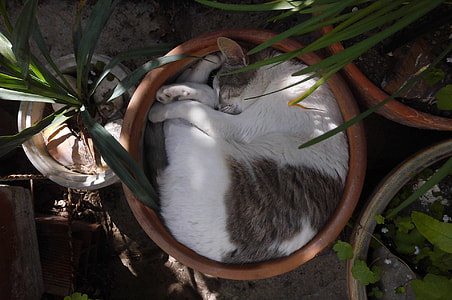 white and black cat lying on planters vase during daytime thumbnail