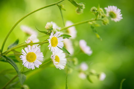 shallow focus photography of white petal flowers thumbnail