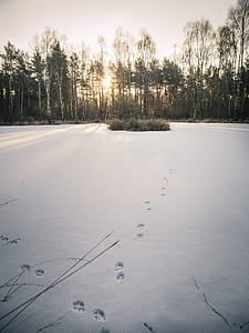 Grass Covered in Snow thumbnail