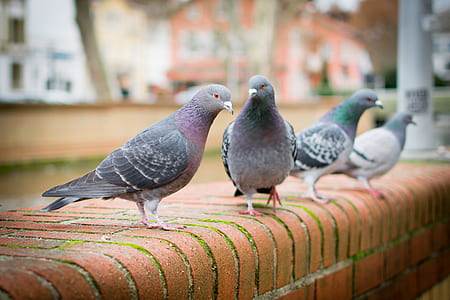 depth of field photography of four gray pigeons thumbnail